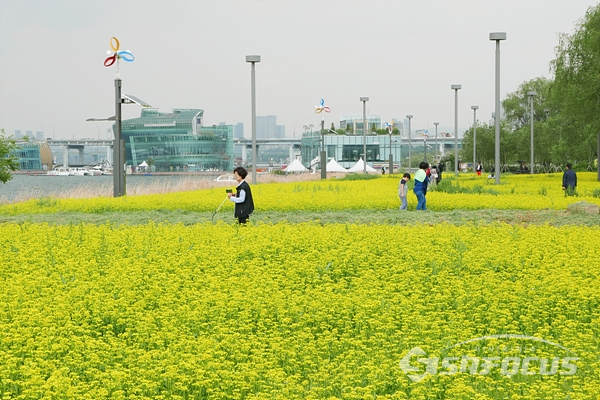 유채꽃이 만발한 서래섬에서 시민들이 사진촬영을 하며 즐기는 모습.  사진/강종민 기자