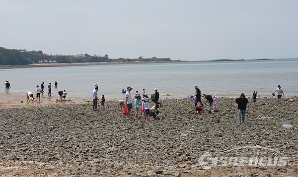 가족단위로 나들이 나온 시민들이 해변에서 조개를 캐며 주말을 즐기는 모습.  사진/강종민 기자