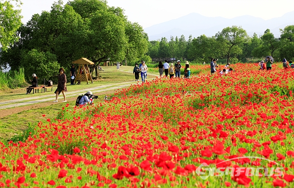 산책나온 시민들은 아름다운 양귀비꽃에 흠뻑 젖어 즐거워한다.  사진/강종민 기자