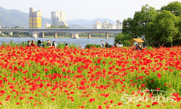 양귀비꽃밭과 북한강이 조화를 이룬 꽃길을 산책하는 시민들.  사진/강종민 기자