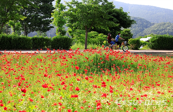 부부가 2인승 자전거를 타고 양귀비 꽃밭을 돌며 즐기는 모습.   사진/강종민 기자