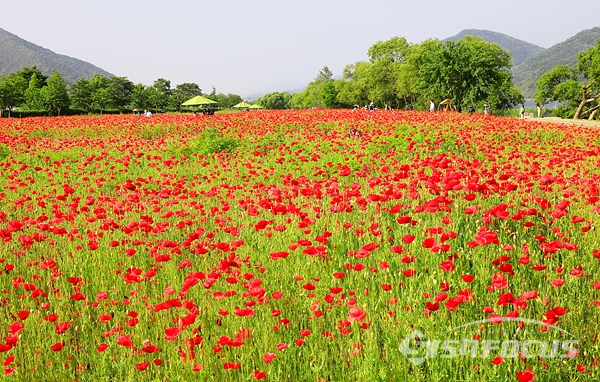 드넓게 펼쳐진 양귀비꽃밭은 화려한 붉은 꽃물결로 장관을 이룬다.  사진/강종민 기자