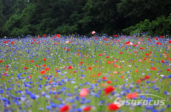 파란 수레국화와 빨간 양귀비꽃이 조화를 이룬 꽃동산이 눈부시다.  사진/강종민 기자