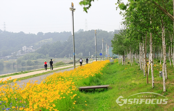노란 금계국과 자작나무가 어우러진 풍경의 산책로를 즐겁게 산책하는 시민들.  사진/강종민 기자