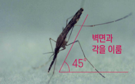 말라리아 매개모기인 중국얼룩날개모기 암컷 성충 / ⓒ질병관리본부