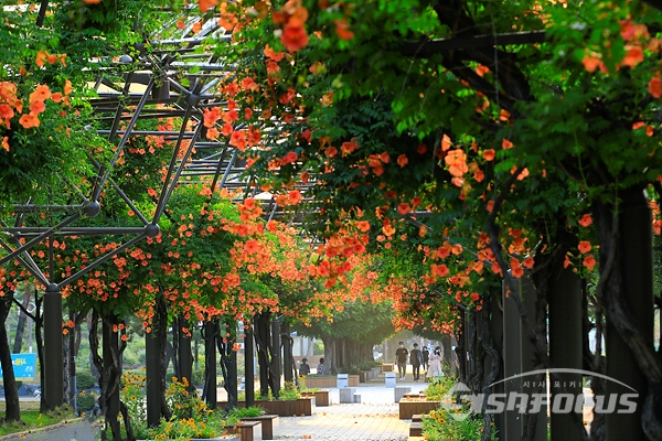여름꽃 능소화가 만발하여 터널을 이룬 부천중앙공원 정경.  사진/강종민 기자