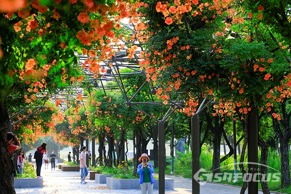 여름꽃 능소화가 만발한 공원에 많은 시민이 꽃구경하며 즐기는 모습.  사진/강종민 기자