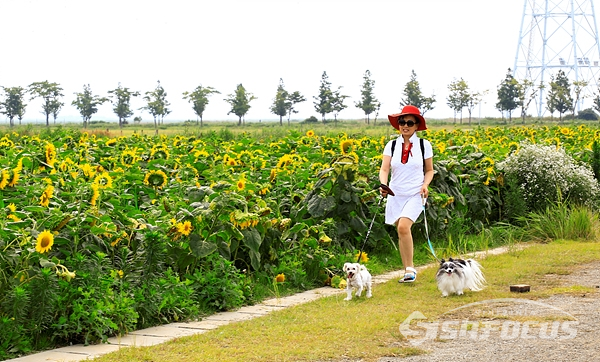 애완견을 대리고 시민이 해바라기 꽃밭을 산책하며 즐거워하고 있다.  사진/강종민 기자