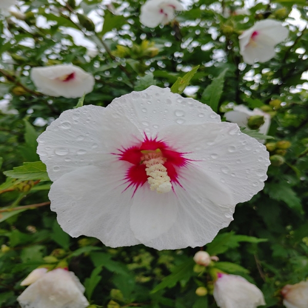 꽃잎에 맺힌 빗방울이 더욱 아름다운  백단심계 무궁화 꽃(사진/정유진기자)