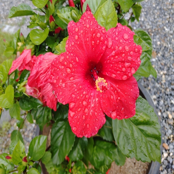 정열의 꽃 하와이 무궁화꽃 일명 히비스커스에도 빗방울이 세차게 내린다(사진/정유진기자)