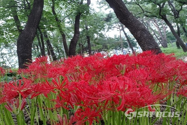 꽃무릇이 만개한 서울시 강서구 근린공원(사진/정유진기자)