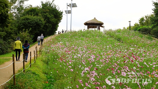 올림픽공원 들꽃마루 코스모스 꽃밭 산책로를 즐겁게 산책하는 시민들.  사진/강종민 기자
