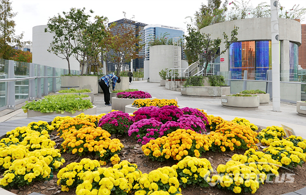 ‘서울로 7017‘에 조성된 가을 꽃길에 국화꽃밭이 아름답게 조성되어있다.  사진/강종민 기자