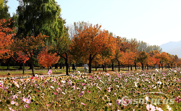 단풍길 주변에 조성된 코스모스 꽃길을 자전거로 달리며 가을 정취를 만끽하는 시민들.  사진/강종민 기자