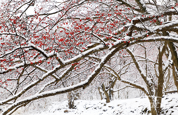 함박눈이 소복히 쌓인 산수유나무의 빨간 열매가 흰눈과 조화를 이뤄 아름다운 설경으로 펼쳐졌다.  사진/강종민 기자