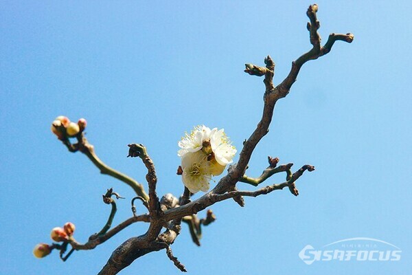 서울 봉은사에 하얀 매화가 만발하여  봄이 왔음을  알려주고 있다.   사진/유우상 기자