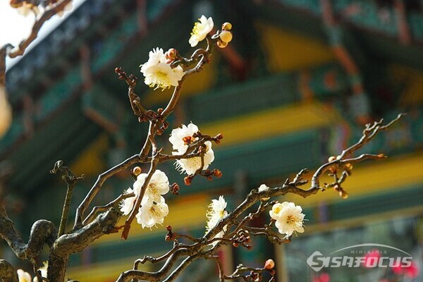 서울 봉은사에  매화가 만발하여  봄이 왔음을  알려주고  있다.   사진/유우상 기자