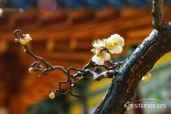 서울 봉은사에 하얀 매화가 만발하여 봄이 왔음을 알려주고 있다.   사진/유우상 기자