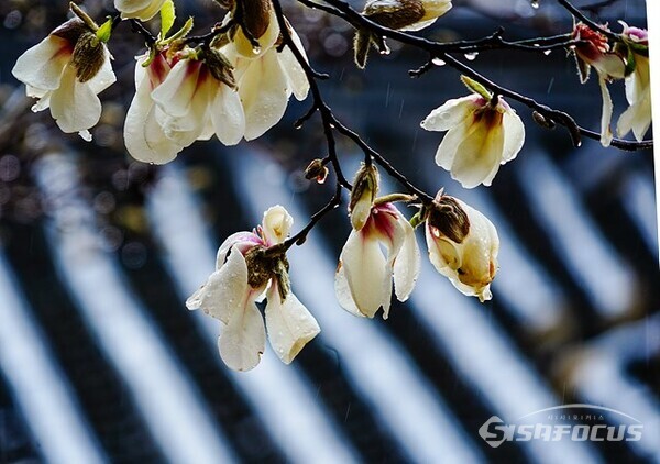 하얀 목련꽃이 봄비를 맞고 있다.  사진/유우상 기자