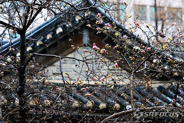 봄비는 부슬부슬 내리는데 분홍색 목련의  봉우리가 곧 터질듯...[ 사진/유우상 기자]