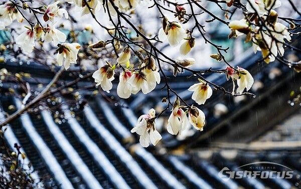 하얀 목련꽃이 봄비를 맞으며... 사진/유우상 기자