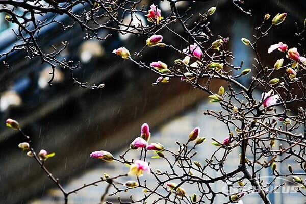 봄비는 부슬부슬 내리는데 분홍색 목련의  봉우리가 곧 터질듯... [ 사진/유우상 기자]