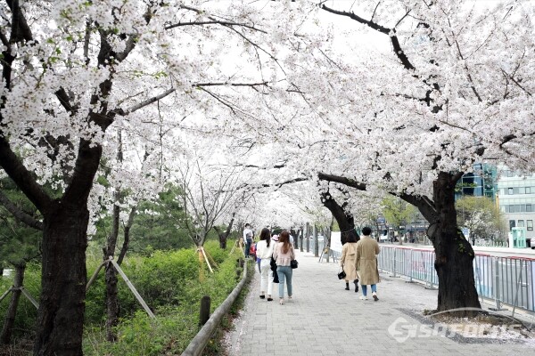 여의도 순복은교회 앞 벚꽃길 찿은 관람객들 [사진 / 오훈 기자]