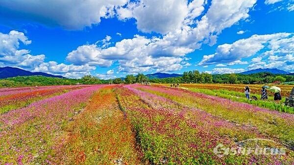 철원 고석정 꽃밭의 천일홍은 빨강, 흰색, 보라색, 핑크빛 등  다양한 색으로 피며 꽃말은 '변치않는 사랑'이다. 사진/유우상 기자