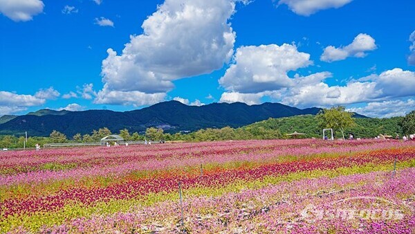 철원 고석정 꽃밭의 천일홍은 빨강, 흰색, 보라색, 핑크빛 등  다양한 색으로 피며 꽃말은 '변치않는 사랑'이다. 사진/유우상 기자