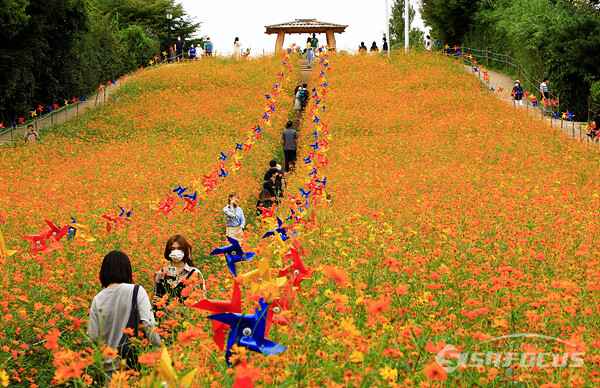 25일 서울 송파구 올림픽공원 들꽃마루를 찾은 시민들이 노랑 코스모스를 배경으로 사진 촬영하며 가을의 정취를 만끽하고 있다.  사진/강종민 기자