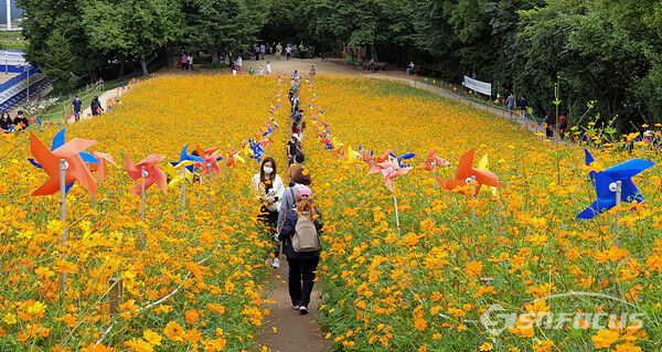 25일 서울 송파구 올림픽공원 들꽃마루를 찾은 시민들이 만개한 노랑코스모스 사이를 걸으며 휴식을 즐기고있다.  사진/강종민 기자.