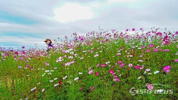 임진강변 율곡습지공원의 넓은 코스모스 꽃밭에서 맘껏 초가을 힐링을 한다.  사진/유우상 기자