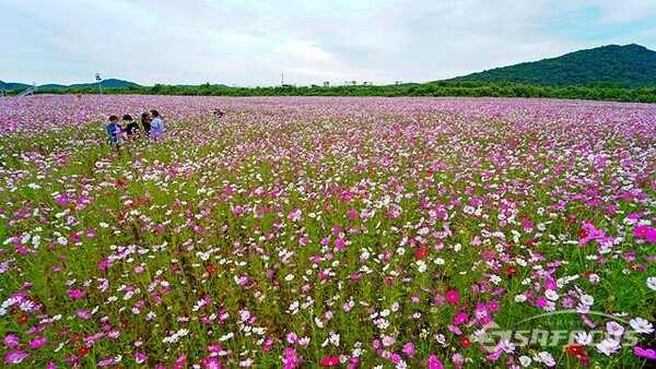 임진강변 율곡습지공원의 넓은 코스모스 꽃밭에서 맘껏 초가을 힐링을 한다.  사진/유우상 기자