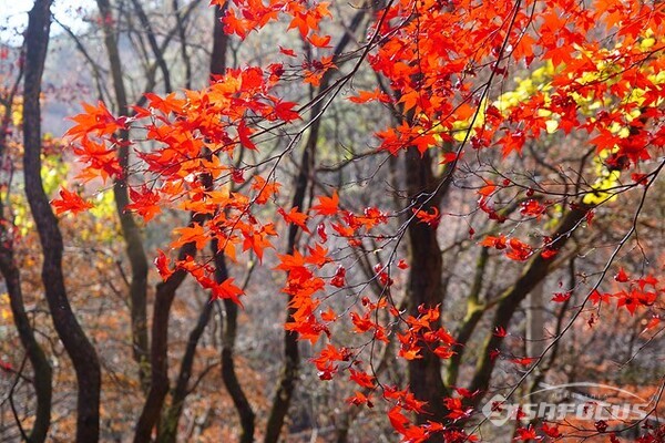 치악산 단풍잎들이  이제  이별을 앞두고 곱게 화장하고 예쁜 모습을 보여주고있다. 사진/유우상 기자