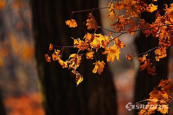 치악산 단풍잎들이  이제  이별을 앞두고 곱게 화장하고 예쁜 모습을 보여주고있다. 사진/유우상 기자