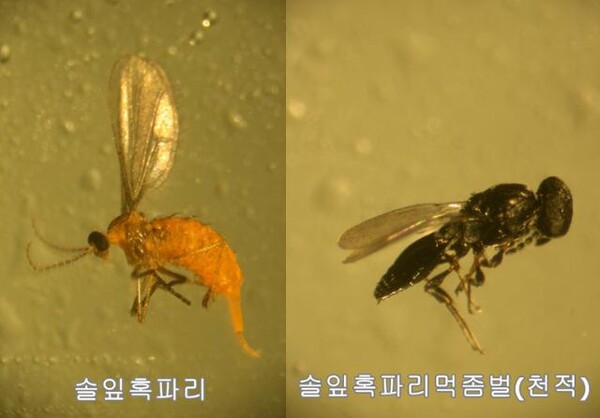 솔잎혹파리와 그 천적인 먹좀벌. 사진/경북도산림환경연구원
