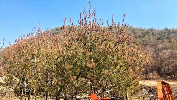 솔잎혹파리 피해 소나무. 사진/경북도산림환경연구원