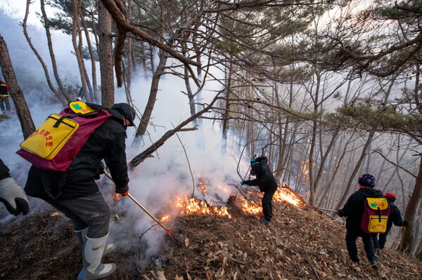 영덕군이 산불진화에 총력을 다하고 있다. 사진 / 영덕군