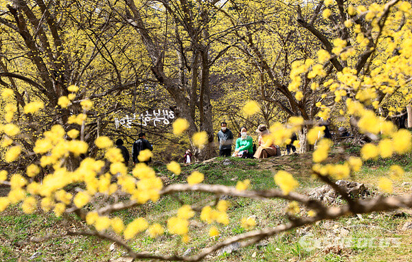 마을 곳곳에 심어진 산수유 나무마다 꽃망울을 활짝 터뜨려 화려한 봄 풍경으로 시민들에게 행복을 선사한다.  사진/강종민 기자