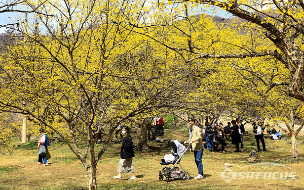 포근한 봄 날씨를 보인 1일 이천시 산수유마을 찾은 시민들이 만개한 산수유 꽃을 구경하며 즐거운 시간을 보내고 있다.  사진/강종민 기자