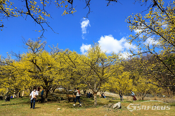 완연한 봄 날씨를 보인 1일 노란 산수유 군락과 파란 하늘이 어우러져 멋진 봄 풍경을 보여준다.  사진/강종민 기자