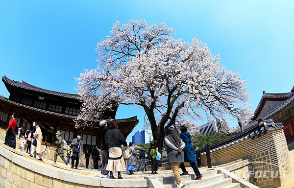 덕수궁 석어당 앞 살구꽃을 구경하며 봄을 즐기는 시민들 모습. 사진/강종민 기자