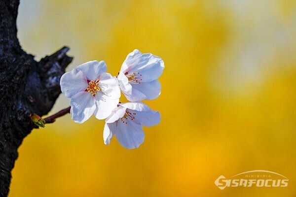 벚꽃을 자세히 바라보면 정말 아름다운 꽃이다.   사진/유우상 기자