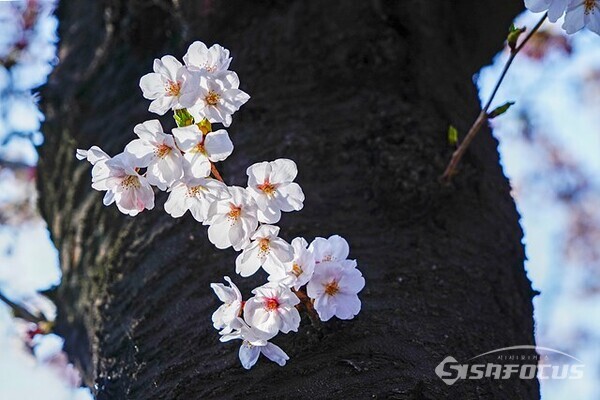 벚꽃을 자세히 바라보면 정말 아름다운 꽃이다.  사진/유우상 기자
