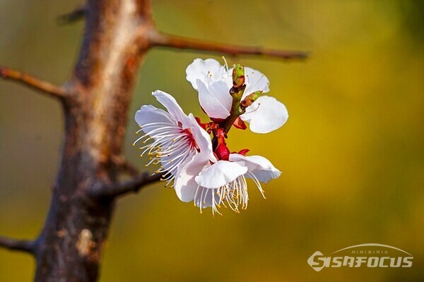 벚꽃을 자세히 바라보면 정말 아름다운 꽃이다.  사진/유우상 기자