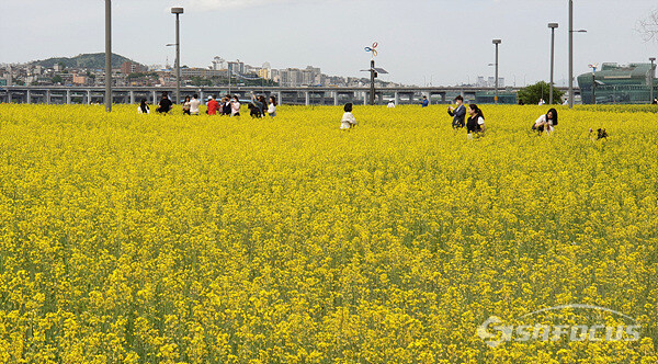 노란 유채꽃이 만발한 반포 한강공원에서 시민들이 휴일을 즐기는 모습. 사진/강종민 기자