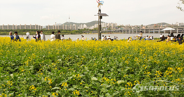 노란 유채꽃이 만발한 반포 한강공원에 많은 시민들이 몰려 휴일을 즐기는 모습.  사진/강종민 기자