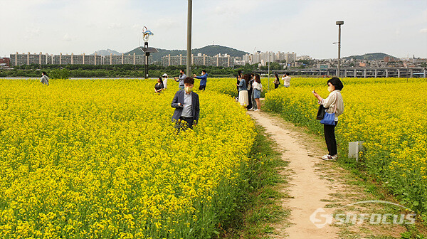 노란 유채꽃을 배경으로 사진 촬영을 하며 즐기는 시민들 모습.  사진/강종민 기자