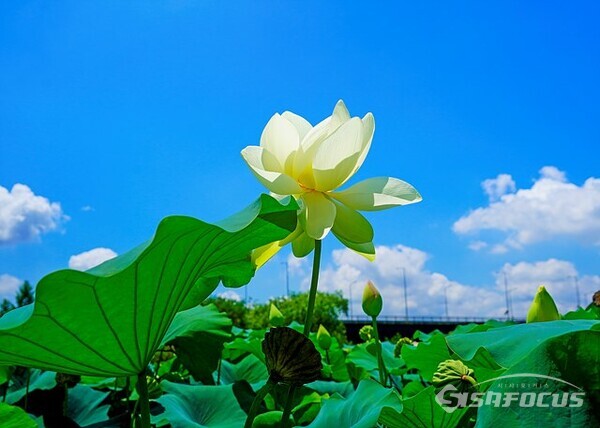 하얀 연꽃 (백련) 꽃말은 '순결 청순한 마음'   사진 / 유우상 기자