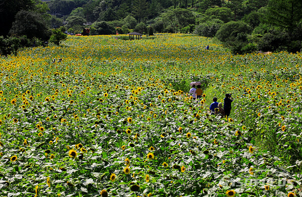 구와우마을 드넓은 해바라기밭을 거닐며 즐거워하는 시민들 모습.  사진/강종민 기자